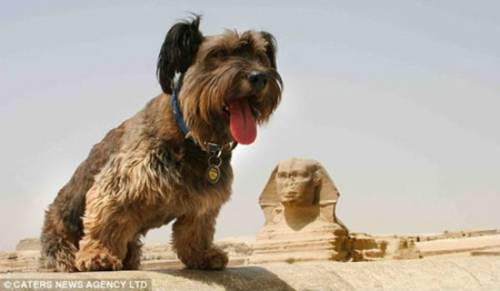 Όσκαρ, ο σκύλος που έχει ταξιδέψει στις μεγαλύτερες πόλεις του κόσμου! - Φωτογραφία 6