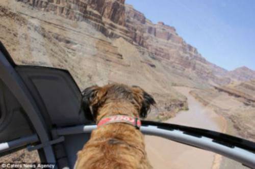 Όσκαρ, ο σκύλος που έχει ταξιδέψει στις μεγαλύτερες πόλεις του κόσμου! - Φωτογραφία 7