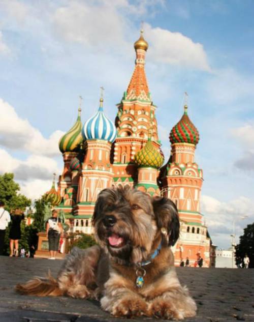 Όσκαρ, ο σκύλος που έχει ταξιδέψει στις μεγαλύτερες πόλεις του κόσμου! - Φωτογραφία 9