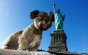 Όσκαρ, ο σκύλος που έχει ταξιδέψει στις μεγαλύτερες πόλεις του κόσμου!