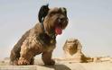 Όσκαρ, ο σκύλος που έχει ταξιδέψει στις μεγαλύτερες πόλεις του κόσμου! - Φωτογραφία 6