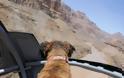 Όσκαρ, ο σκύλος που έχει ταξιδέψει στις μεγαλύτερες πόλεις του κόσμου! - Φωτογραφία 7