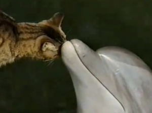 Η μαγεία των ζώων – Δελφίνι και γάτα παίζουν μαζί ! [Video] - Φωτογραφία 1