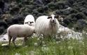Παραλίγο νεκρός από πρόβατα στο Ίππειος Λέσβου