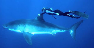 Κολυμπώντας παρέα με ένα λευκό καρχαρία! - Φωτογραφία 1