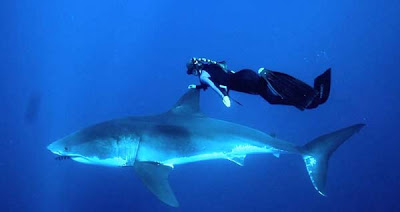 Κολυμπώντας παρέα με ένα λευκό καρχαρία! - Φωτογραφία 4