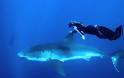 Κολυμπώντας παρέα με ένα λευκό καρχαρία! - Φωτογραφία 4