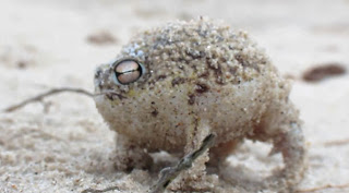 Ο πιο χαριτωμένος βάτραχος στον κόσμο - Φωτογραφία 1