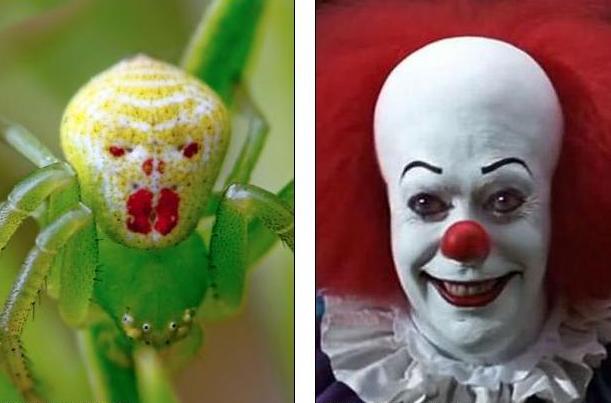 ΑΝΑΤΡΙΧΙΑΣΤΙΚΟ: Δείτε την αράχνη που μοιάζει με… clown! - Φωτογραφία 1