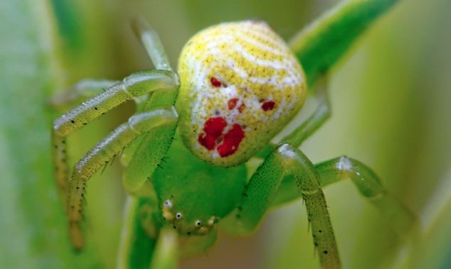 ΑΝΑΤΡΙΧΙΑΣΤΙΚΟ: Δείτε την αράχνη που μοιάζει με… clown! - Φωτογραφία 3