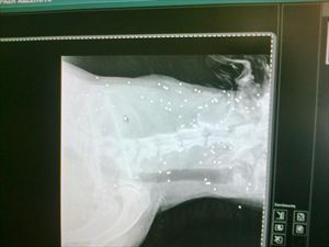 ΣΟΚ στο Ηράκλειο: 50 σκάγια ''καρφωμένα'' στο λαιμό σκύλου (φωτο) - Στο αυτόφωρο ο δράστης - Φωτογραφία 1