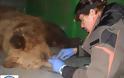Γρεβενά: Πεινασμένη αρκούδα εγκαταστάθηκε σε εκτροφείο θηραμάτων και έτρωγε τις τροφές των ζαρκαδιών!