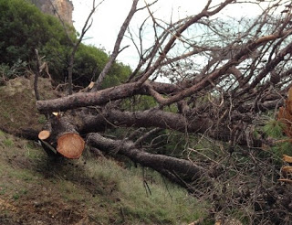 Κόβουν τα δέντρα στην παραλία Αλωνάκι του Δήμου Πάργας και καταστρέφουν το φυσικό περιβάλλον - Φωτογραφία 1