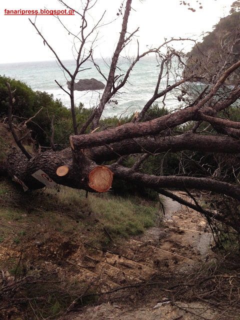 Κόβουν τα δέντρα στην παραλία Αλωνάκι του Δήμου Πάργας και καταστρέφουν το φυσικό περιβάλλον - Φωτογραφία 2