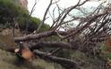 Κόβουν τα δέντρα στην παραλία Αλωνάκι του Δήμου Πάργας και καταστρέφουν το φυσικό περιβάλλον