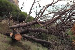 Κόβουν τα δέντρα στην παραλία Αλωνάκι του Δήμου Πάργας και καταστρέφουν το φυσικό περιβάλλον