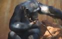 Δεξιόχειρες και οι χιμπατζήδες