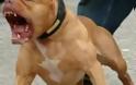 Σκύλοι επιτέθηκαν σε 9χρονο στη Λεμεσό