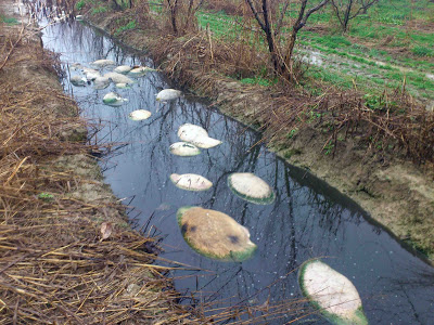 Εικόνες Μπαγκλαντές στην Ημαθία - Φωτογραφία 2