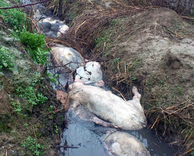 Εικόνες Μπαγκλαντές στην Ημαθία - Φωτογραφία 3