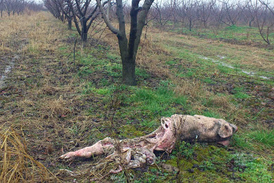 Εικόνες Μπαγκλαντές στην Ημαθία - Φωτογραφία 4