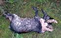 Αχαΐα: Θανάτωσαν σκυλιά στο Πετροχώρι - Σοκαριστικές εικόνες! - Φωτογραφία 4
