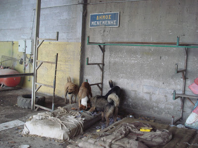 «Καταφύγιο» θανάτου για τα αδέσποτα στον Δήμο Αμπελοκήπων - Μενεμένης - Φωτογραφία 4