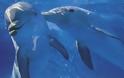 Υπερ-αγέλη δελφινιών εντοπίστηκε στην Καλιφόρνια [video]