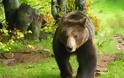 Η πιο θανατηφόρα χρονιά για τις αρκούδες το 2012