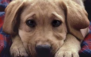 Φρίκη στο Μεσολόγγι: Παρανοϊκοί θανατώνουν σκυλάκια - Φωτογραφία 1