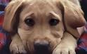 Φρίκη στο Μεσολόγγι: Παρανοϊκοί θανατώνουν σκυλάκια