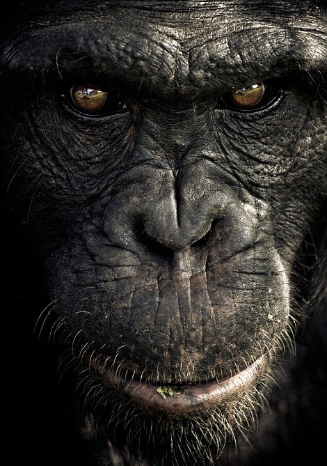 Οι μορφασμοί των χιμπατζήδων - Φωτογραφία 10