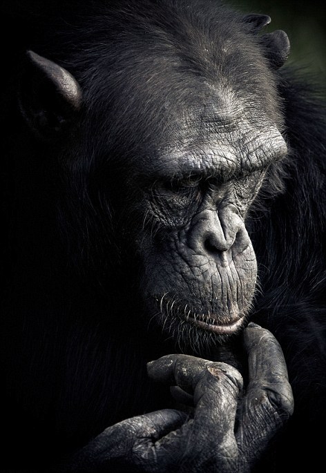 Οι μορφασμοί των χιμπατζήδων - Φωτογραφία 11