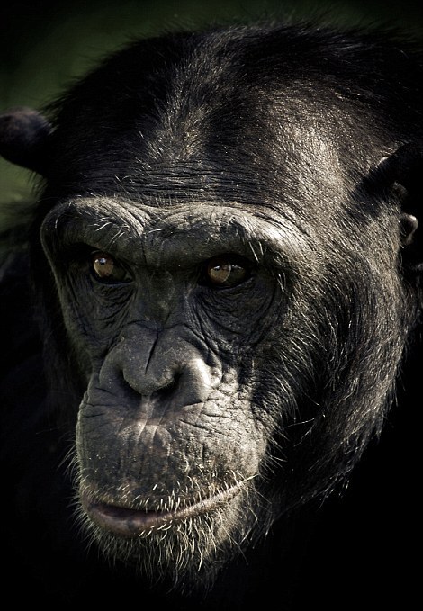 Οι μορφασμοί των χιμπατζήδων - Φωτογραφία 12