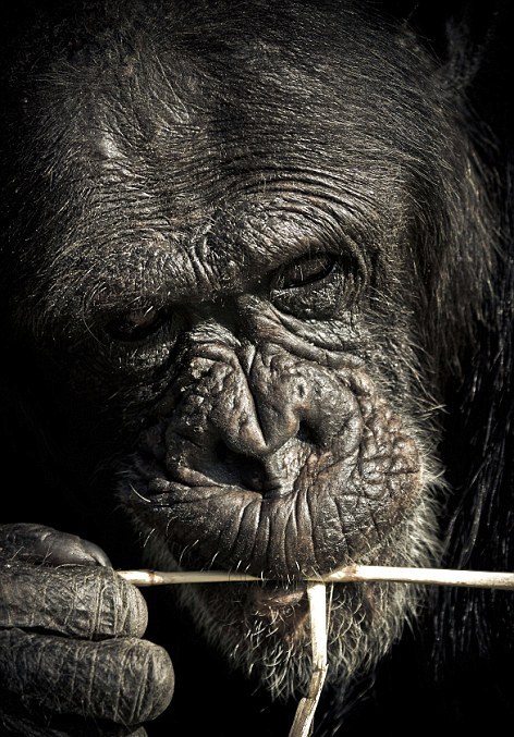 Οι μορφασμοί των χιμπατζήδων - Φωτογραφία 13