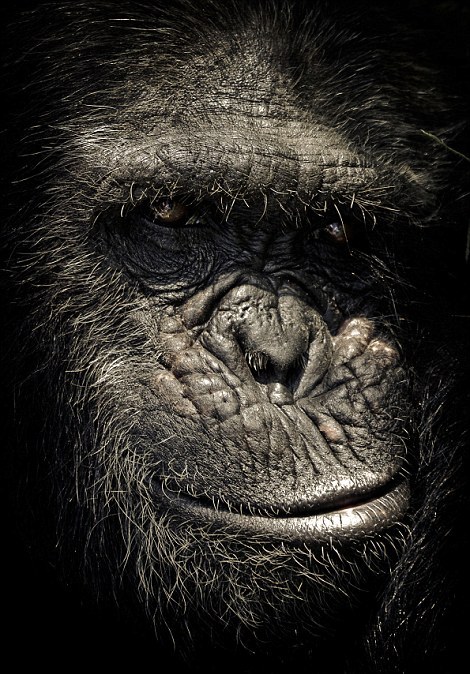 Οι μορφασμοί των χιμπατζήδων - Φωτογραφία 2