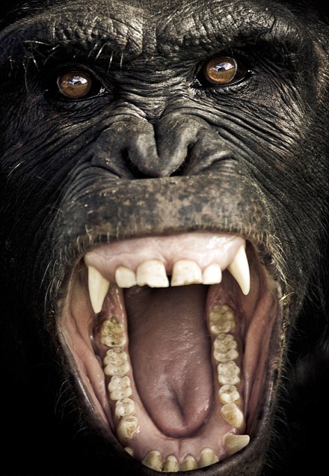 Οι μορφασμοί των χιμπατζήδων - Φωτογραφία 3