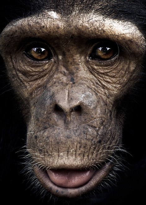 Οι μορφασμοί των χιμπατζήδων - Φωτογραφία 4