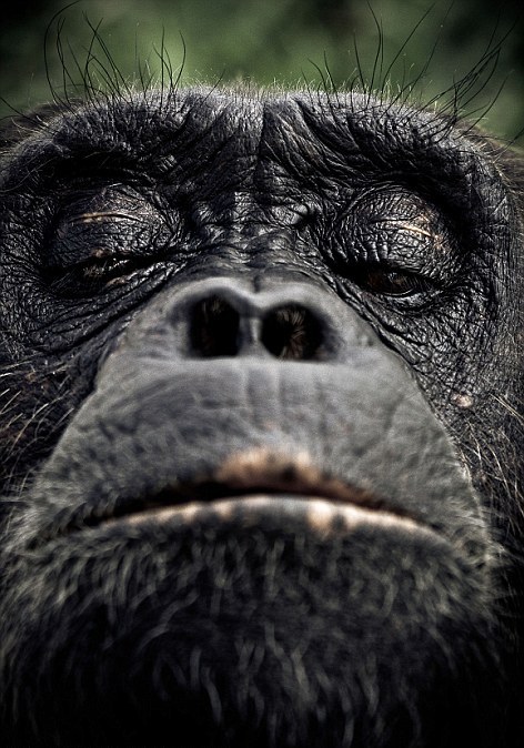 Οι μορφασμοί των χιμπατζήδων - Φωτογραφία 5