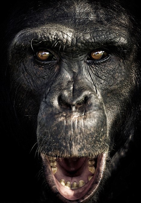 Οι μορφασμοί των χιμπατζήδων - Φωτογραφία 6