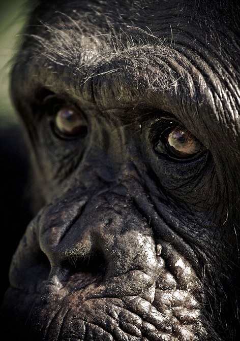 Οι μορφασμοί των χιμπατζήδων - Φωτογραφία 7