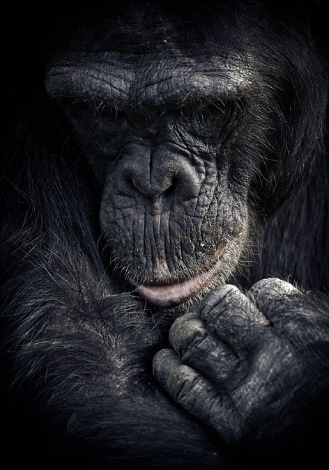 Οι μορφασμοί των χιμπατζήδων - Φωτογραφία 9