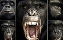 Οι μορφασμοί των χιμπατζήδων