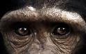 Οι μορφασμοί των χιμπατζήδων - Φωτογραφία 4