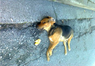 Δυτική Ελλάδα: Δύο περιστατικά κακοποίησης ζώων σε Κάτω Αχαΐα και Μεσολόγγι - Φωτογραφία 1