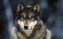 Αμοιβή σε όποιον σκοτώσει λύκους στη Ρωσία