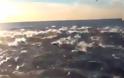 Το βίντεο με τα χιλιάδες δελφίνια που σαρώνει στο διαδίκτυο!