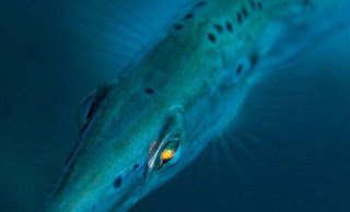 Το ψάρι με τα μάτια «ουράνιο τόξο» - Φωτογραφία 1