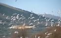 Λίμνη Αμβρακία: «Έσπασε ο Ρίβιος…» - Φωτογραφία 2