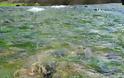 Λίμνη Αμβρακία: «Έσπασε ο Ρίβιος…» - Φωτογραφία 8
